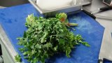 CGM 2018 Cuisine Fin de session 14