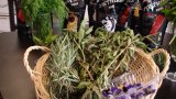 Concours MAF Bar 2017 11
